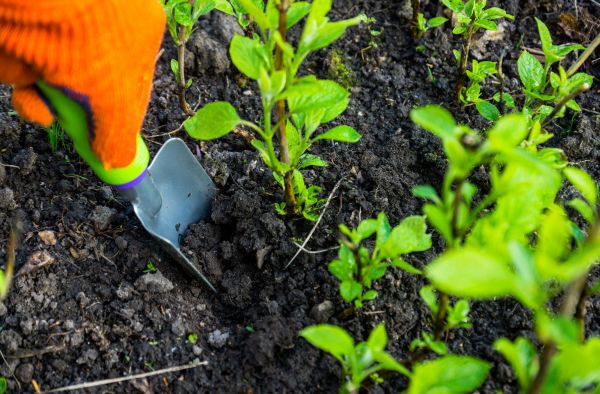 Hydrangea Planting in Redford