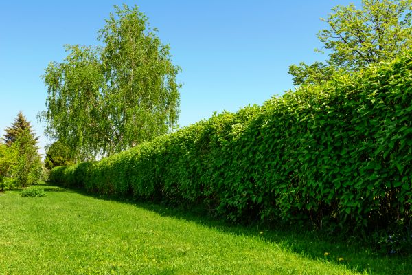 Hedge Replacement in Redford