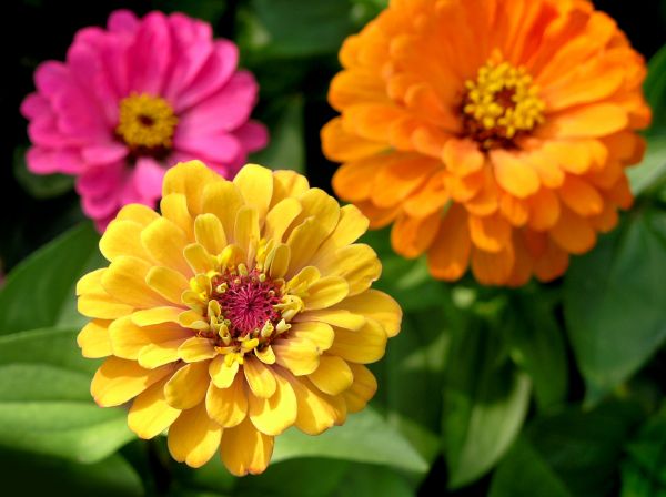 Zinnia Planting in Redford
