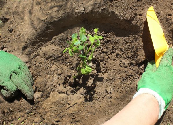 Rose Bush Planting in Redford