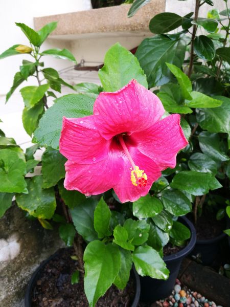 Hibiscus Planting in Redford