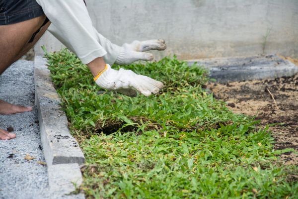 Ground Cover Planting in Redford
