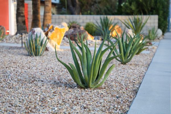 Drought Resistant Landscaping in Redford