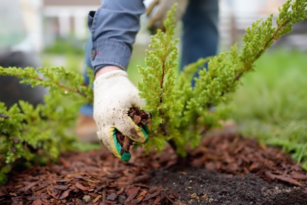 Church Mulching in Redford