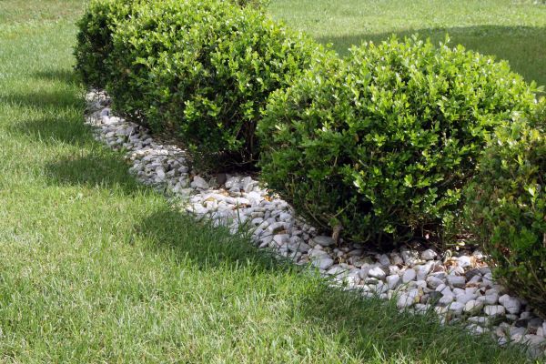 Boxwood Planting in Redford