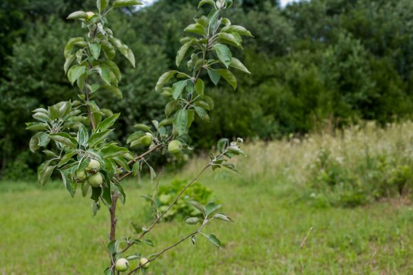 Apple Tree Planting in Redford